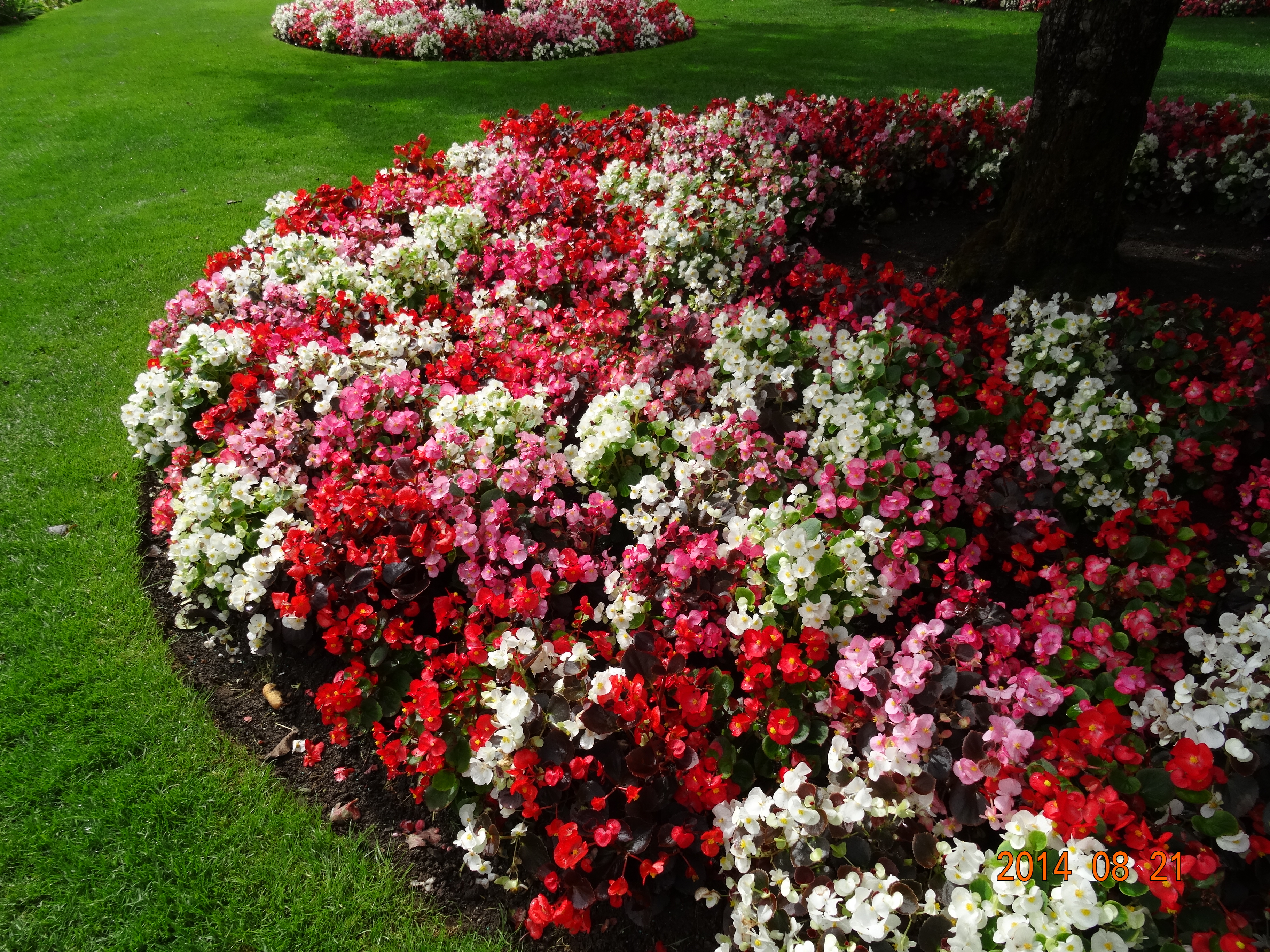 Begonia semperfloren